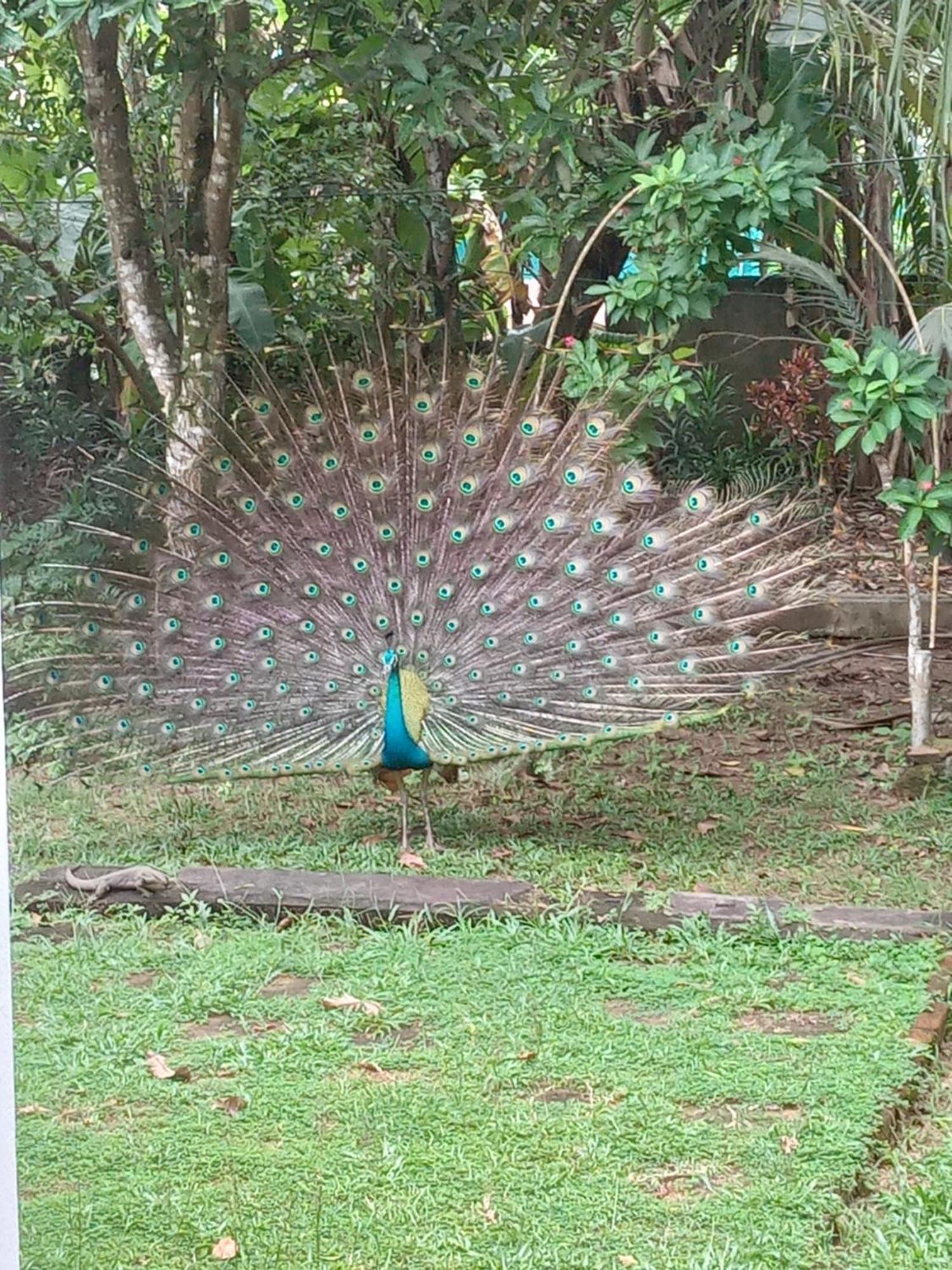 Bird Villa Galle Exteriér fotografie